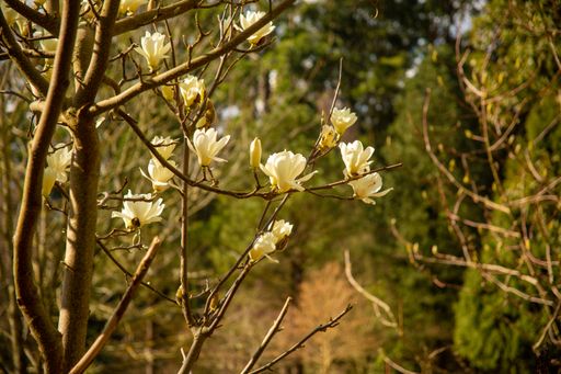 A beautiful view of branches with magnolia flowers in a garden