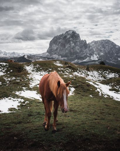 A vertical shot of a lone wild brown horse grazing against the Dolomite Alps on a cloudy day