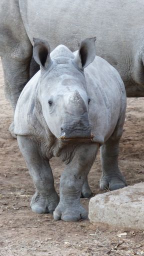A vertical closeup shot of a Rhinoceros calf