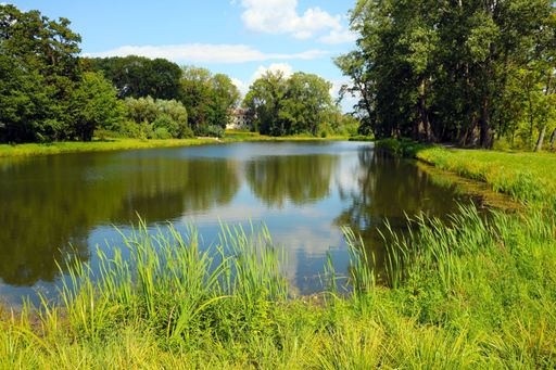 The reflection of trees and clouds in a lake or river on a sunny day