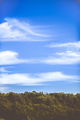 A vertical shot of thick green trees and the calm sky with a few clouds in the background