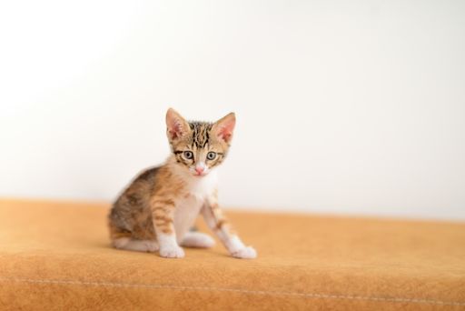 A closeup shot of a kitten on the brown and white surface