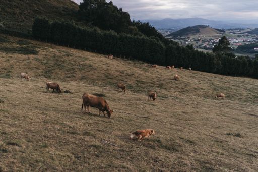 A beautiful shot of a field with cows grazing on grass