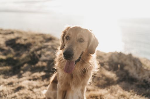 A beautiful shot of a cute golden dog with sunshine in the background