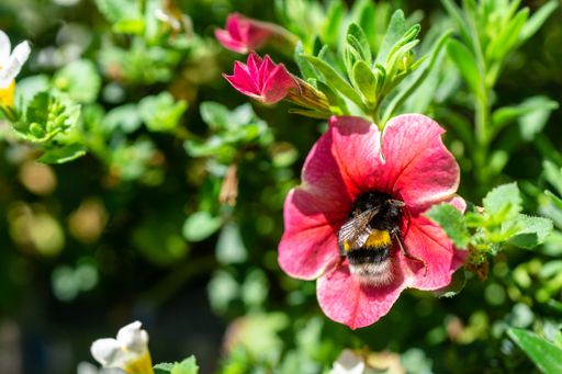 A closeup shot of a beautiful wildflower with a bumblebee collecting a pollen
