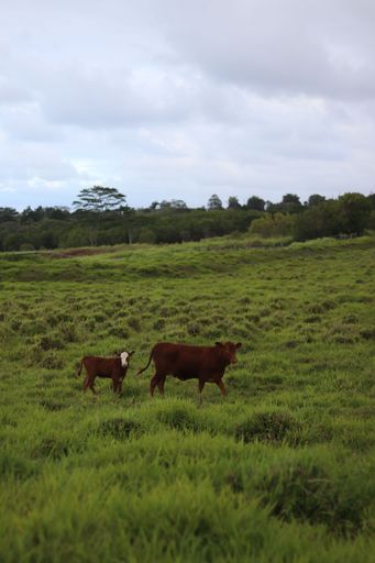 A vertical shot f brown cows in the middle of a field