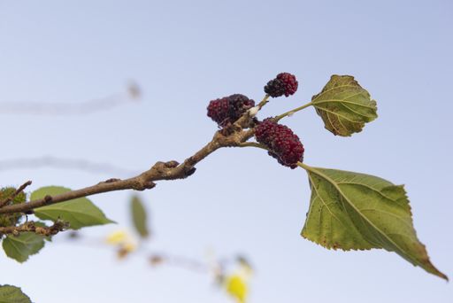 A selective focus closeup shot of the fruits from a flowering plant called Mullberry