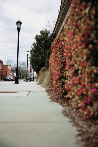 A vertical shot of an empty road with the wall covered in leaves and a street lamp