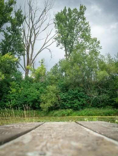 A beautiful shot of wooden pier on lake with water lilies, surrounded by lush greenery in tropical nature park