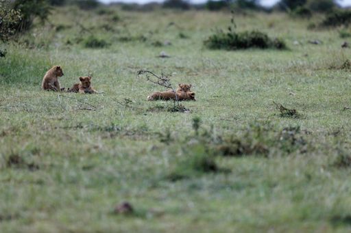 Lion cubs of the Topi Pride play in Masai Mara, Kenya. Adorable little lion cubs play-fight on green field.