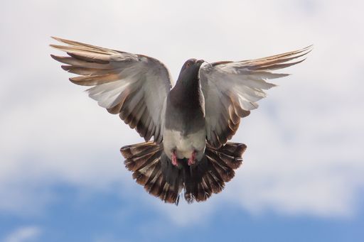 A pigeon spread its wings against a bight cloudy day