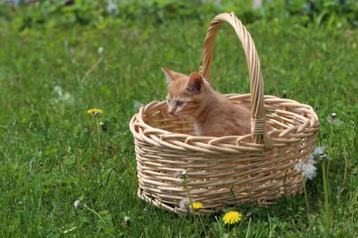 A closeup shot of a kitten on a weaved basket in the garden