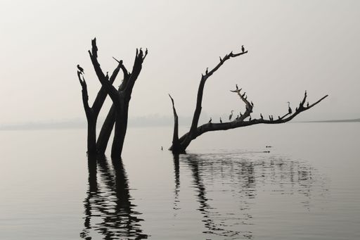 A broken tree branch from the inside of the water with birds on it