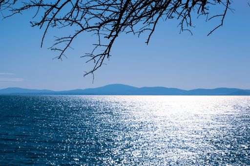 A scenic view of a sparkling sea with a sun reflection and tree leafless branches hanging from above