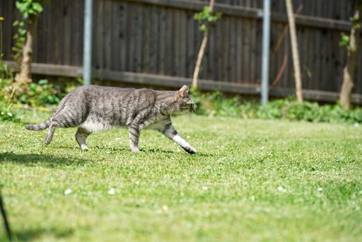 A gray cat walking on green grass