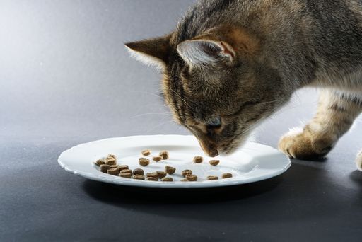 A closeup shot of a cute cat eating cat food from a plate