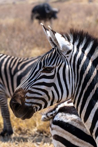 A closeup shot of a zebra