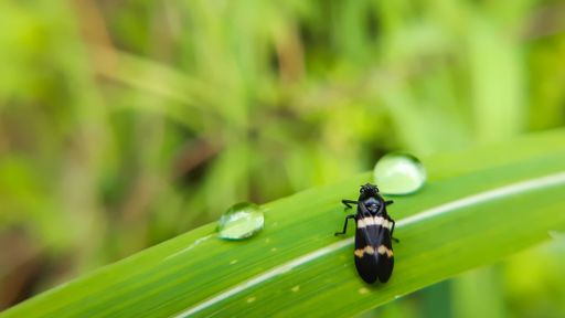 A closeup shot of a two-lined spittlebug on a green leaf