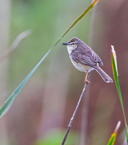 A prenia bird perching on a bush branch, vertical shot