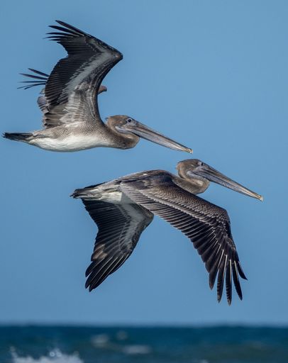Two Cocoa pelicans flying over a coast