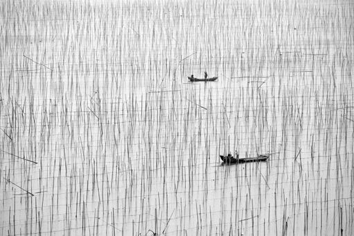 A grayscale shot of drying seaweed on bamboo poles coastal