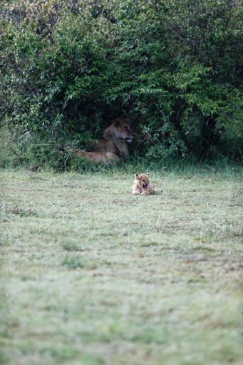 A vertical shot of a lion cub of the Topi Pride walking around green bushes in the Masai Mara, Kenya