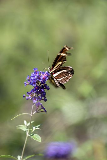 A vertical shot of a scarce swallowtail (Iphiclides podalirius)