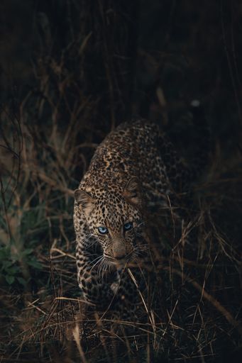A vertical shot of a cheetah
