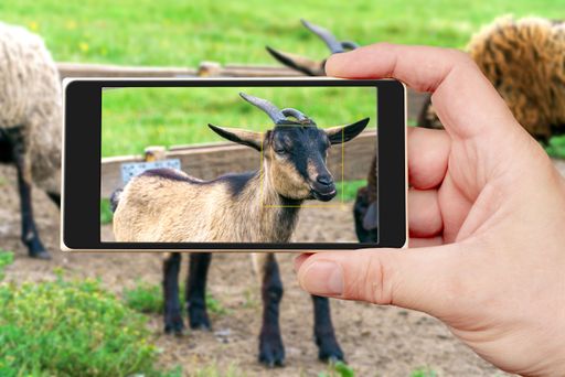 A man's hand holding the phone and taking picture of the brown goat