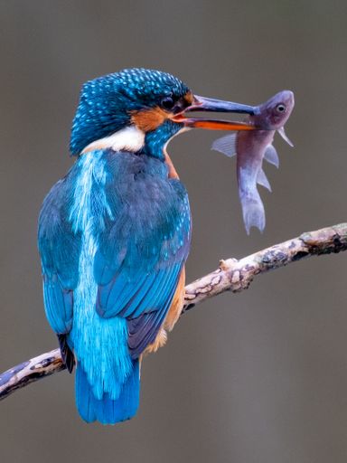 A vertical shot of a River kingfisher perched on a tree branch with a fish in its beak against a blurred background