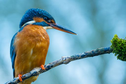 A closeup shot of a River kingfisher perched on a tree branch under sunlight against a blurred background