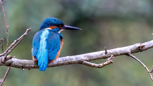 A closeup shot of a River kingfisher perched on tree branch under sunlight against blurred background