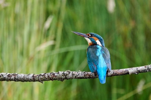 A closeup shot of a River kingfisher perched on a tree branch under sunlight against a blurred background