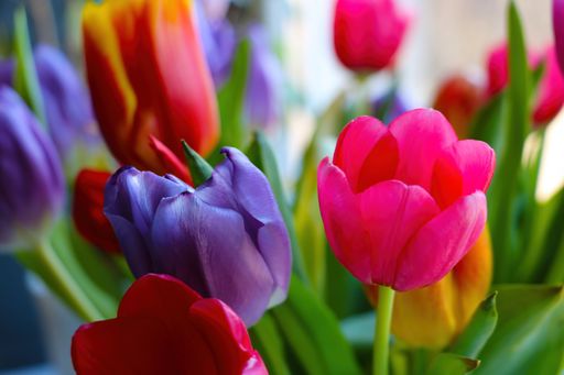 A selective focus shot of Beautiful blooming multicolored tulips in the garden