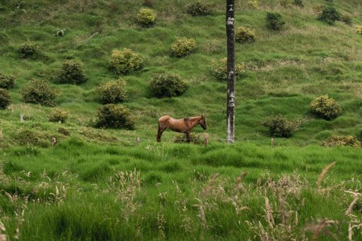 A high angle shot of a brown horse grazing on the rural Cocora Valley in Colombia