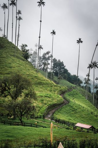 A vertical shot of a trail on a rural green Cocora Valley under misty clouds in Colombia