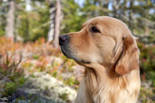 A closeup of an adorable golden retriever dog looking around in a forest