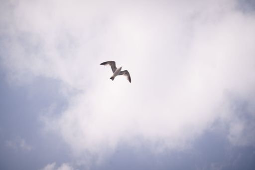 A seagull flying against a cloudy blue sky