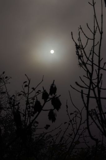 A vertical shot of a the silhouettes of tree branches against the moon in the dark sky