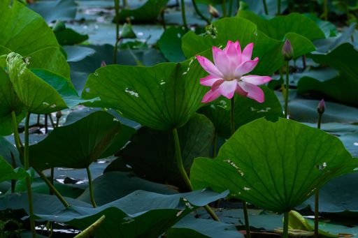 A closeup shot of a gentle pink lotus surrounded by bright green leaves