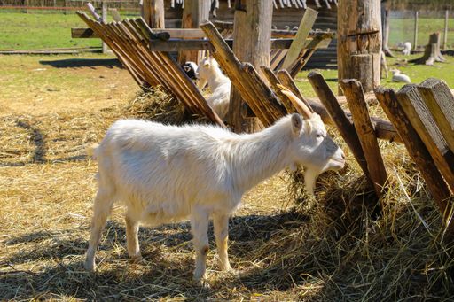 a white Saanen goat eating hay near a wooden fence on a sunny day