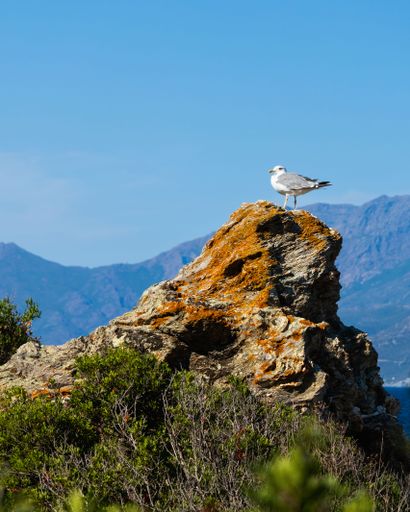 Goland argente dans le golf de st Florent en Corse