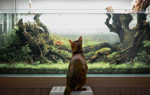 A closeup shot of the back of an orange cat looking at an aquarium