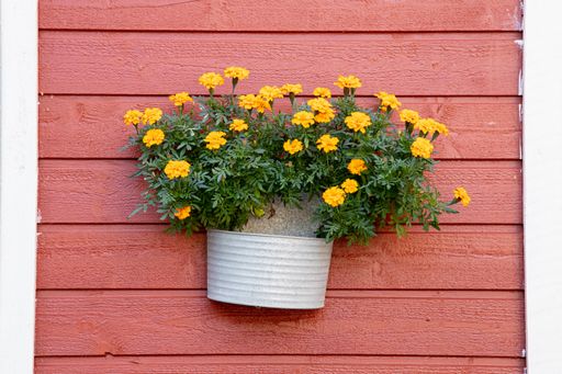 A closeup of small potted marigolds on a wooden wall under the sunlight
