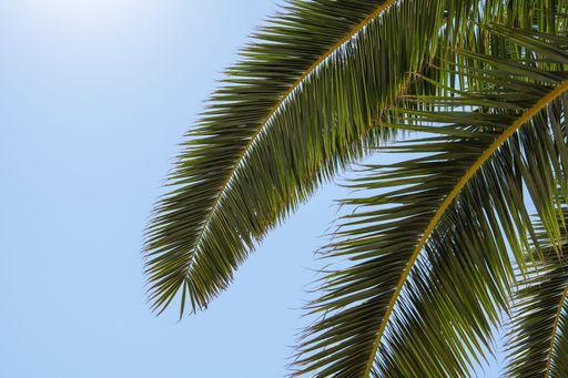 A low angle shot of a palm tree with green leaves
