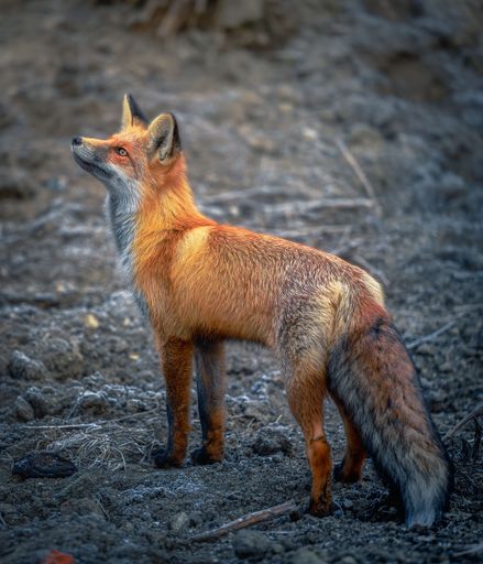A view of a beautiful fox walking in a forest during sunrise