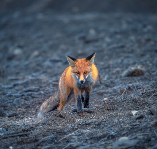 A view of a beautiful fox walking in a forest during sunrise