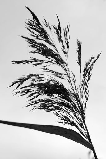 A low angle shot of the silhouette of a tallgrass in closeup