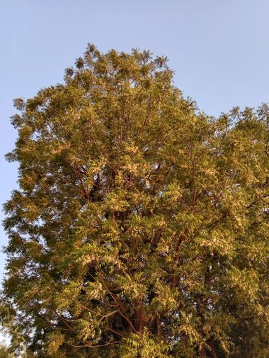 A Low angle shot of a neem tree flower on a blue sky background