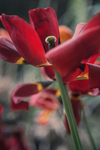 A vertical macro shot of withering petals of red tulips